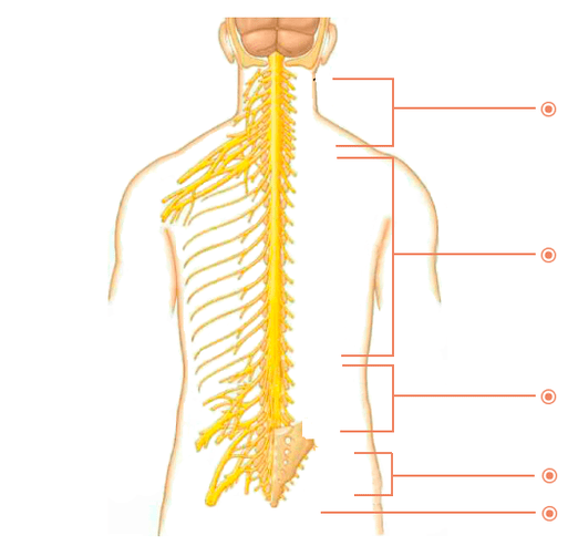 Di tempat naon osteochrosis